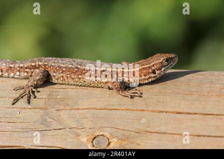 Zootoca vivipara, Syn. Lacerta vivivipara, bekannt als Gemeine Eidechse, lebhafte Eidechse Stockfoto