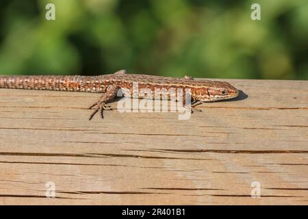 Zootoca vivipara, Syn. Lacerta vivivipara, bekannt als Gemeine Eidechse, lebhafte Eidechse Stockfoto