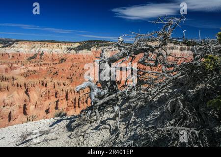 Cedar Breaks NM, die Krönung der Grand Staircase, befindet sich auf über 10.000 m Höhe und blickt hinunter in ein ca. 800 m tiefes geologisches Wunder eines Amphitheaters. Stockfoto