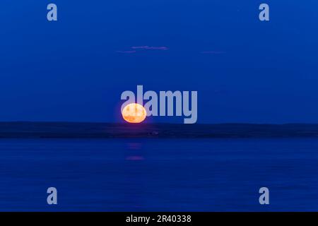 Der aufsteigende Erdbeermond am Horizont am 24. Juni 2021 über dem McGregor Lake im Süden Albertas, Kanada. Stockfoto