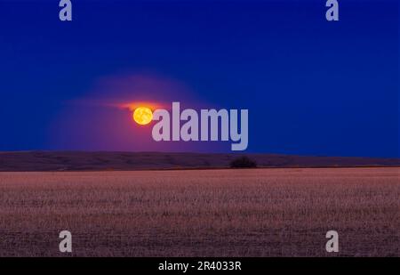 Der Mondaufgang im Oktober, der Jägermond, über einem Feld im Süden Albertas, Kanada. Stockfoto