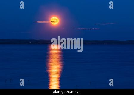 Der aufsteigende Strawberry Moon am 24. Juni 2021 über dem McGregor Lake im Süden Albertas, Kanada. Stockfoto