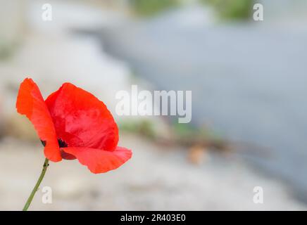 Bild von Mohn in städtischer Umgebung mit unscharfem Hintergrund. Stockfoto