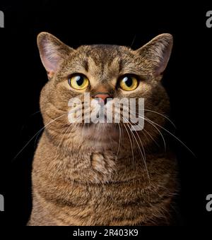 Ein Porträt einer erwachsenen grauen schottischen Katze mit geradem Ohr vor schwarzem Hintergrund, das Tier schaut in die Kamera. Stockfoto