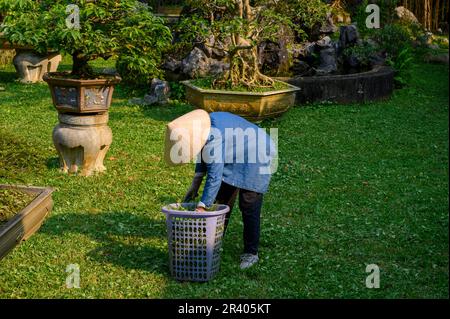Eine Gärtnerin bei der Arbeit in der Kaiserstadt, der Zitadelle von Hue, der antiken Hauptstadt Vietnams. Stockfoto