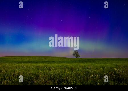 Ein dezentes pastellfarbenes aurora borealis über einer Präriebrasse am Lone Tree Hill, Alberta, Kanada. Stockfoto