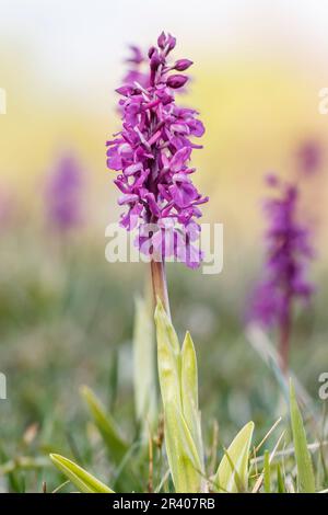 Orchis mascula, bekannt als frühe lila Orchidee, Blaue Metzgerorchidee, frühe lila Ochis Stockfoto