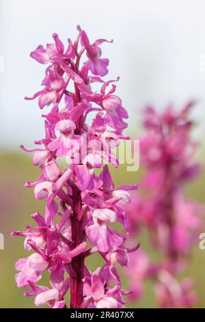 Orchis mascula, bekannt als frühe lila Orchidee, Blaue Metzgerorchidee, frühe lila Ochis Stockfoto