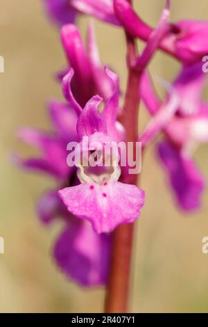 Orchis mascula, bekannt als frühe lila Orchidee, Blaue Metzgerorchidee, frühe lila Ochis Stockfoto