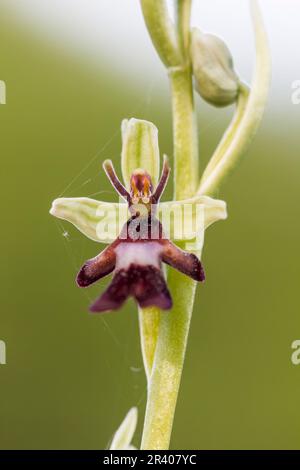 Ophrys Insectifera, bekannt als Fly Orchid, Insektentragende ophrys Stockfoto