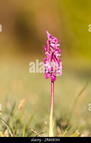 Orchis mascula, bekannt als frühe lila Orchidee, Blaue Metzgerorchidee, frühe lila Ochis Stockfoto