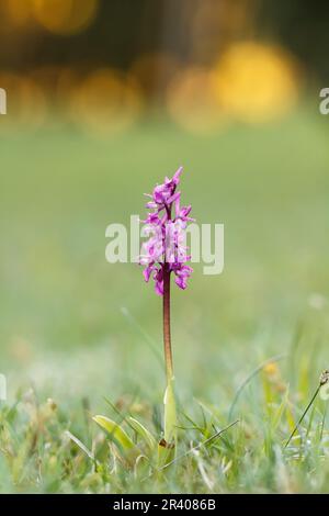 Orchis mascula, bekannt als frühe lila Orchidee, Blaue Metzgerorchidee, frühe lila Ochis Stockfoto