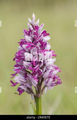 Orchis militaris, bekannt als Militärorchidee, militärorchis, Soldatenorchidee Stockfoto