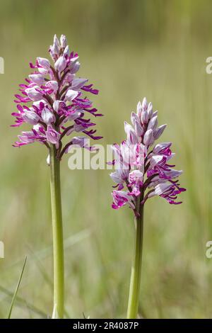 Orchis militaris, bekannt als Militärorchidee, militärorchis, Soldatenorchidee Stockfoto