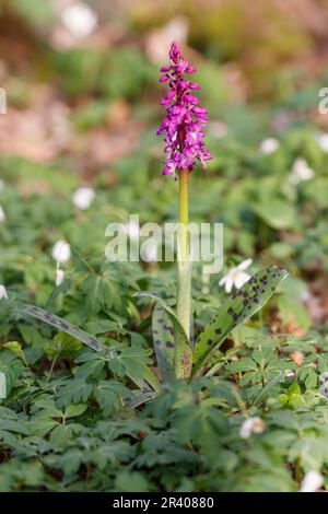 Orchis mascula, bekannt als frühe lila Orchidee, Blaue Metzgerorchidee, frühe lila Ochis Stockfoto