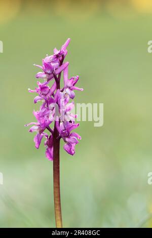 Orchis mascula, bekannt als frühe lila Orchidee, Blaue Metzgerorchidee, frühe lila Ochis Stockfoto