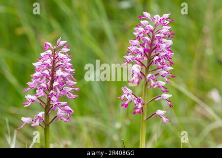 Orchis militaris, bekannt als Militärorchidee, militärorchis, Soldatenorchidee Stockfoto