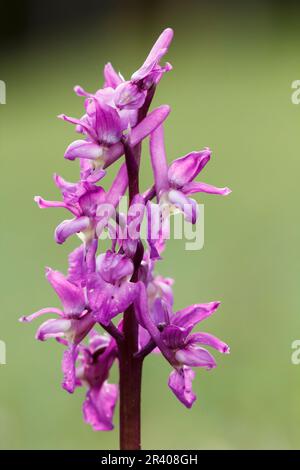 Orchis mascula, bekannt als frühe lila Orchidee, Blaue Metzgerorchidee, frühe lila Ochis Stockfoto