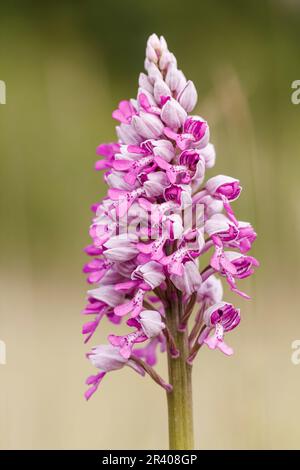 Orchis militaris, bekannt als Militärorchidee, militärorchis, Soldatenorchidee Stockfoto