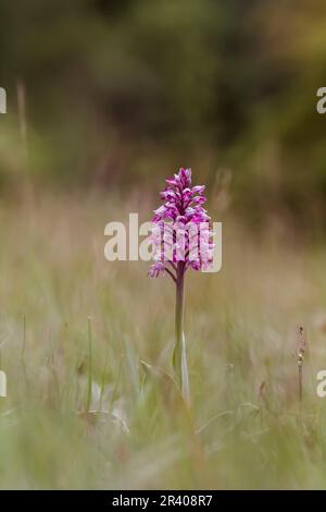 Orchis militaris, bekannt als Militärorchidee, militärorchis, Soldatenorchidee Stockfoto