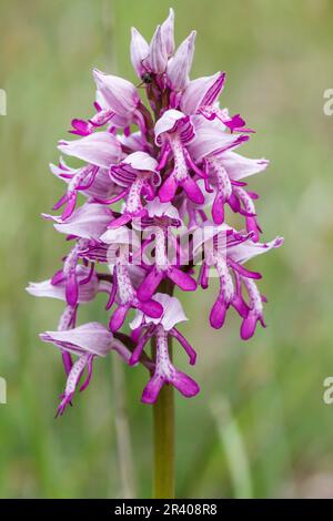 Orchis militaris, bekannt als Militärorchidee, militärorchis, Soldatenorchidee Stockfoto