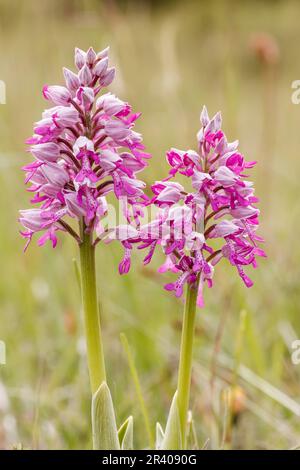 Orchis militaris, bekannt als Militärorchidee, militärorchis, Soldatenorchidee Stockfoto