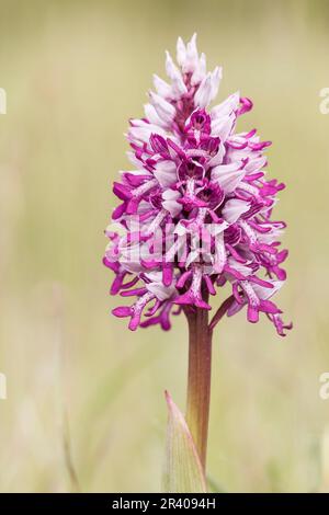 Orchis militaris, bekannt als Militärorchidee, militärorchis, Soldatenorchidee Stockfoto