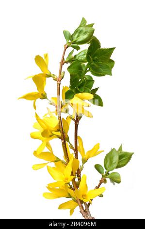 Gelbe Forsythia-Strauchblüten isoliert auf weißem Hintergrund Stockfoto