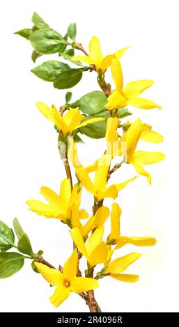 Gelbe Forsythia-Strauchblüten isoliert auf weißem Hintergrund Stockfoto