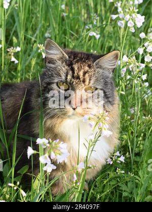 Norwegische Waldlanghairkatze auf einem Feld von Wildblumen Stockfoto
