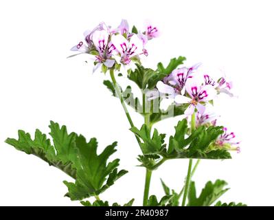 Pelargonium crispum die nach Zitrone duftende Geranium, isoliert auf weißem Hintergrund Stockfoto