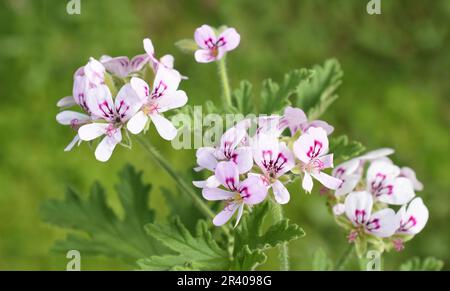 Pelargonium crispum die Zitrone duftenden Geranien in einem Garten Stockfoto