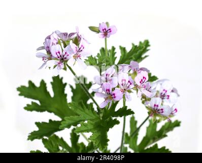 Pelargonium crispum die nach Zitrone duftende Geranium, isoliert auf weißem Hintergrund Stockfoto