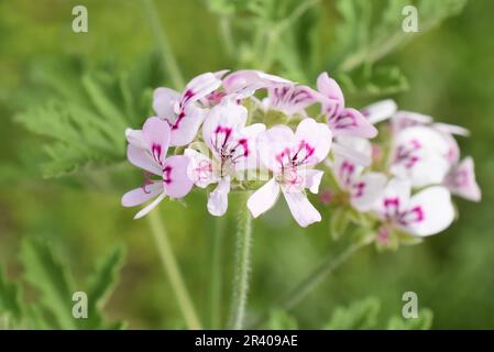 Pelargonium crispum die Zitrone duftenden Geranien in einem Garten Stockfoto