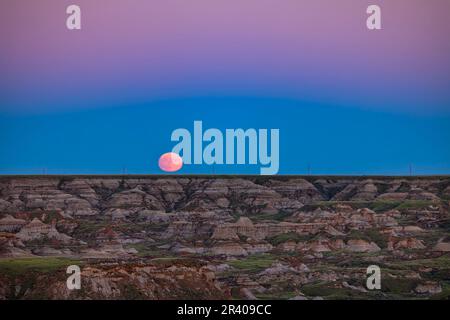 Der aufstrebende Supermond vom 12. Juli 2022 über den Badlands der Formationen des Dinosaur Provincial Park, Kanada. Stockfoto