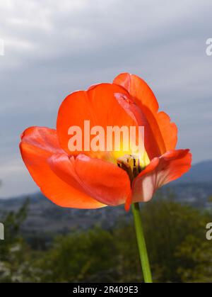 Nahaufnahme der roten und gelben Tulpenblüte innen Stockfoto
