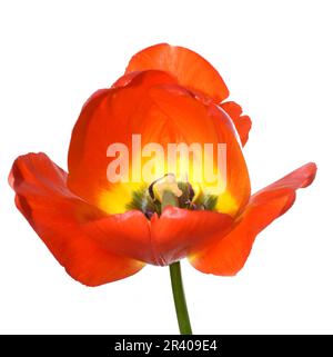 Nahaufnahme auf roter und gelber Tulpe auf weißem Hintergrund Stockfoto