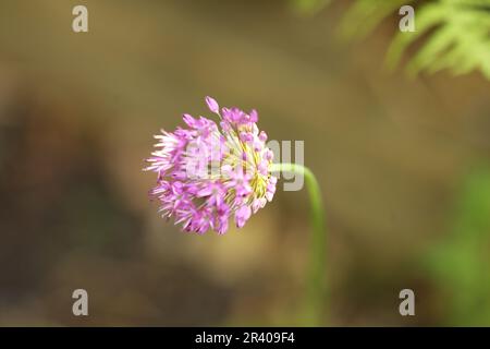 Ein Allium, das zwischen Farnen wächst Stockfoto