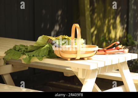 Frisch geschnittener Rhabarber in einem Gartentruhe Stockfoto