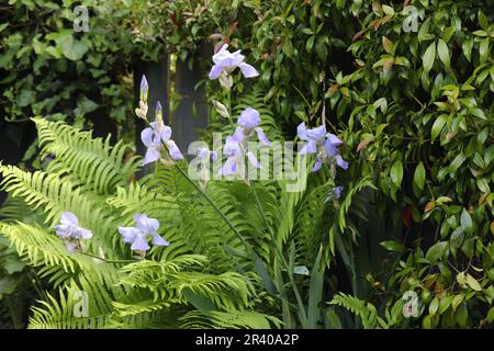 Lilafarbene Iris, die neben Farnen in einem englischen Landgarten wachsen Stockfoto