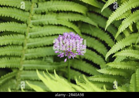 Ein Allium, das zwischen Farnen wächst Stockfoto