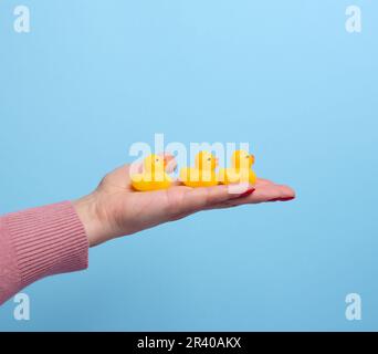 Die Hand einer Frau hält eine gelbe Gummiente auf blauem Hintergrund, ein Badespielzeug Stockfoto