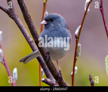 Nahaufnahme des Junco-Profils von vorne auf einem Blatt mit farbigem Hintergrund und grauem und weißem Federmuster. Stockfoto