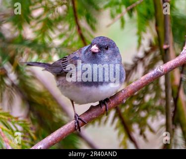 Nahaufnahme des Junco-Profils mit Blick auf den Wald in seiner Umgebung und Umgebung. Dunkeläugiges Junco-Porträt. Stockfoto