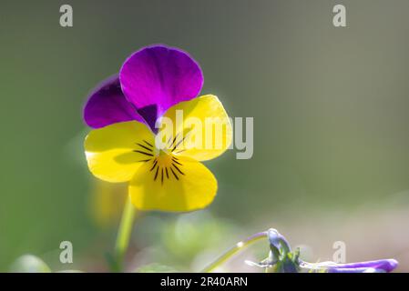 Stiefmütterchen mit violetten und gelben Farbtönen Stockfoto