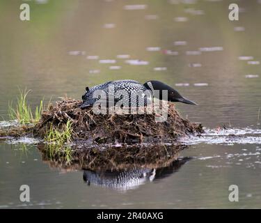 Loon nistet in seinem Nest mit Sumpfgräsern, Schlamm und Wasser am See in seiner Umgebung mit einem verschwommenen Wasserhintergrund und Reflexion im Wasser. Stockfoto