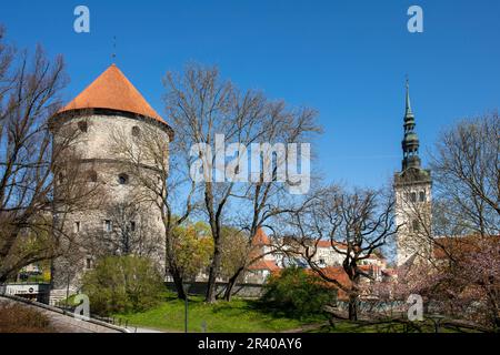 Kiek in de Kök Artillerieturm und Niguliste Kirk Glockenturm vor klarem blauen Himmel am sonnigen Frühlingstag in Vanalinn, der Altstadt von Tallinn, Estland Stockfoto