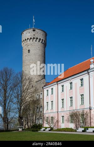 Der gerissene oder hohe Hermann-Turm von Pika Hermanni überwindet an einem sonnigen Frühlingstag den klaren blauen Himmel auf dem Hügel von Toompea in der Altstadt von Tallinn, Estland Stockfoto