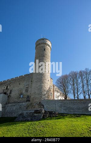 Pika Hermanni zerrissener oder hoher Hermann-Turm vor klarem blauen Himmel an einem sonnigen Frühlingstag in Vanalinn, der Altstadt von Tallinn, Estland Stockfoto