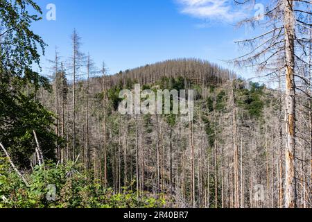 Eindrücke aus Ilsenburg Harz und Umgebung Stockfoto